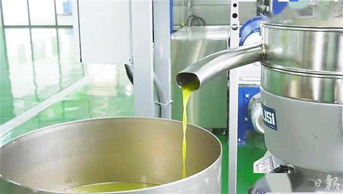 科技創新賦能油橄欖產業鏈 地中海特產成鄂西山區致富果