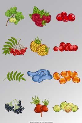 一組精美的水果蔬菜矢量圖素材及其應(yīng)用